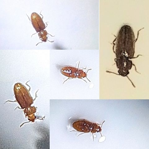 Foreign Grain Beetle Not a 100% sure. I don't have a microscope so I cannot pick up on the nuisances. Found it in the bathroom sink. 3mm I guess. Ahasverus,Ahasverus Advena,Cucujoidea,Foreign Grain Beetle,Geotagged,United States