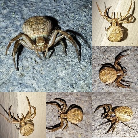 underground crab spider  Araneae,Geotagged,Underground crab spider,United States,Xysticus,Xysticus californicus,crab spider