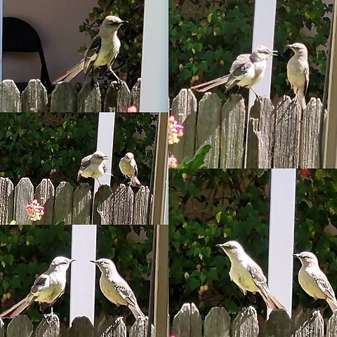 Couples spat Male on left. Female on right. He's not happy because of the cat. Geotagged,Mimidae,Mimus,Mimus polyglottos,Northern Mockingbird,Northern mockingbird,Passeriformes,United States,female,male