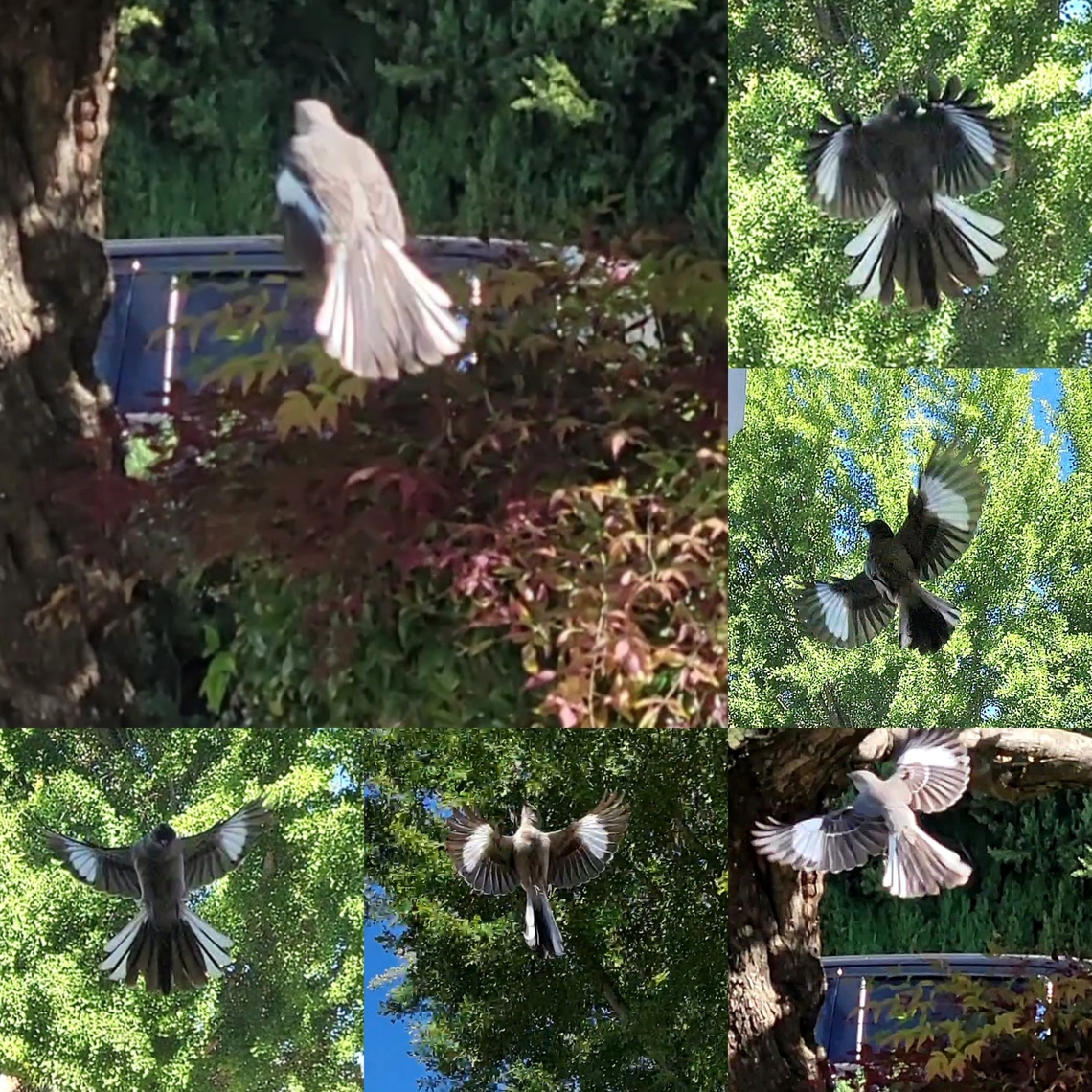 He came at me at arm's length The neighbor's cat was with me.<br />
 Geotagged,Mimidae,Mimus,Mimus polyglottos,Northern Mockingbird,Northern mockingbird,Passeriformes,United States