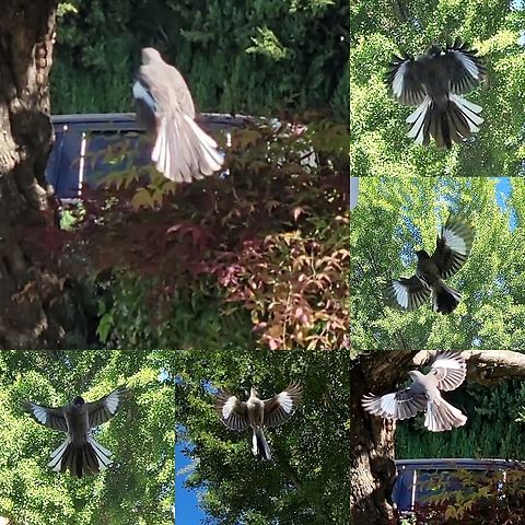 He came at me at arm's length The neighbor's cat was with me.
 Geotagged,Mimidae,Mimus,Mimus polyglottos,Northern Mockingbird,Northern mockingbird,Passeriformes,United States
