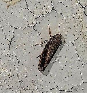 Leafhopper  Cicadellidae,Geotagged,Hemiptera,Leafhopper,Spring,United States