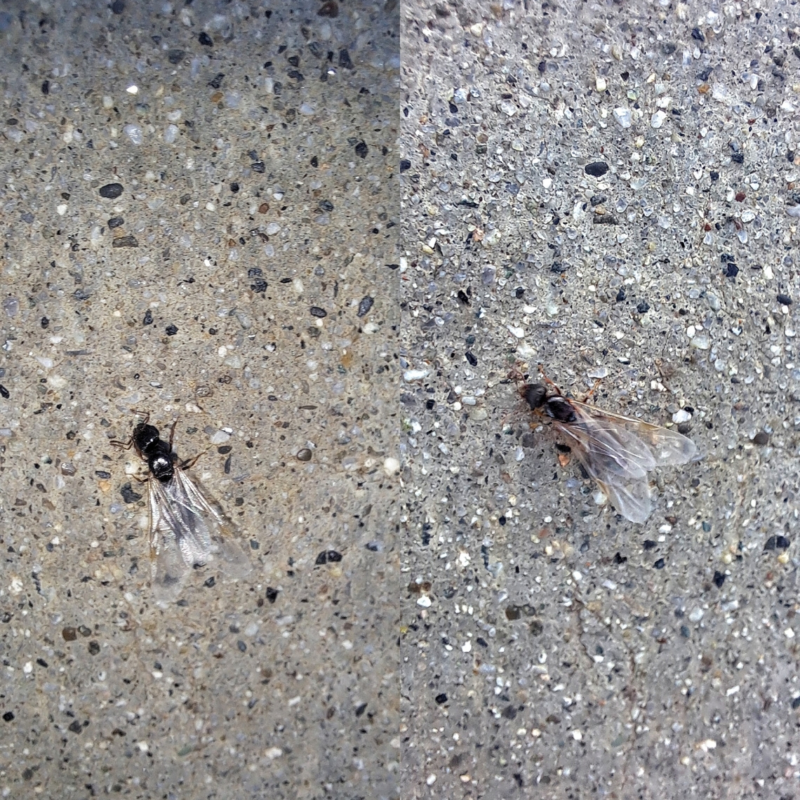 Tetramorium immigrans  Formicidae,Geotagged,Hymenoptera,Immigrant Pavement Ant,Tetramorium,Tetramorium immigrans,United States,female,pavement ant