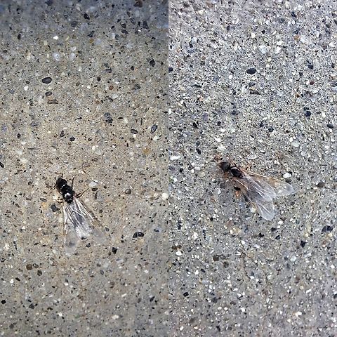 Tetramorium immigrans  Formicidae,Geotagged,Hymenoptera,Immigrant Pavement Ant,Tetramorium,Tetramorium immigrans,United States,female,pavement ant