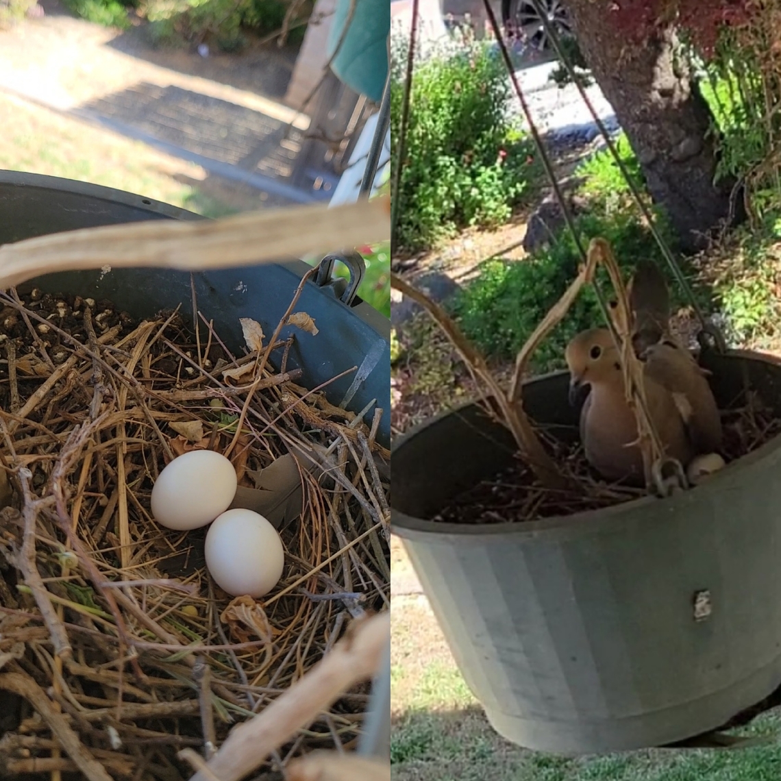 Mourning dove eggs.  Aves,Columbidae,Columbiformes,Eggs,Geotagged,Mourning Dove,Mourning dove,United States,Zenaida macroura,bird eggs