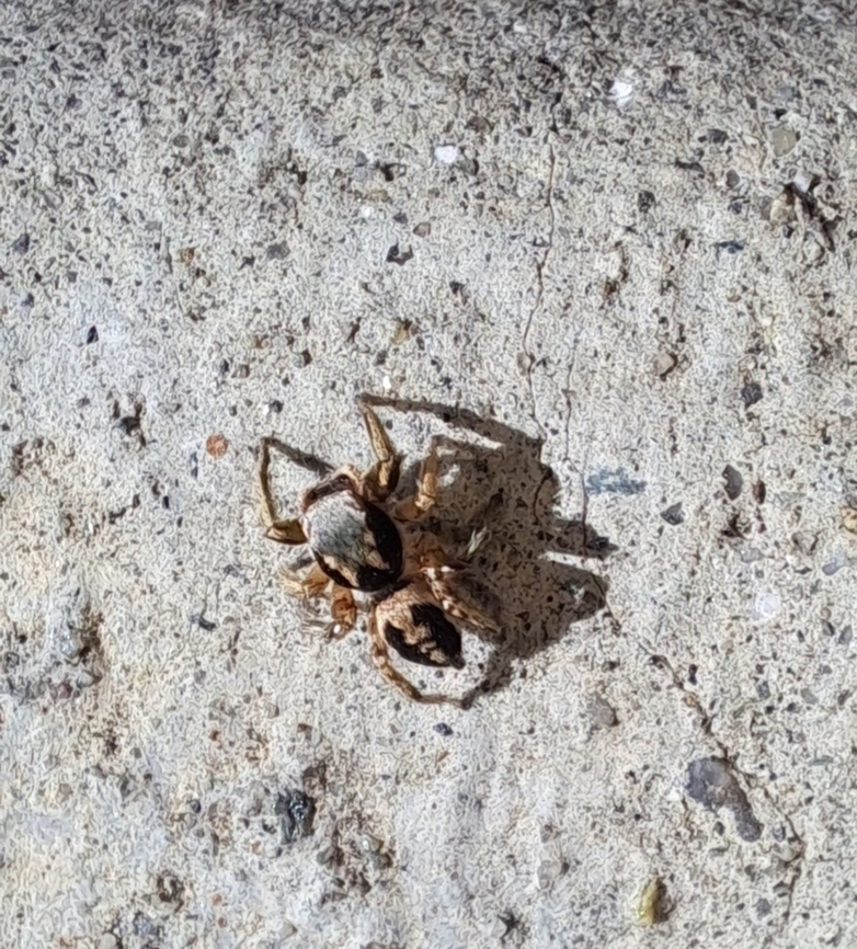 Habronattus pyrrithrix Best picture I could get. Was jumping away Araneae,Geotagged,Habronattus,Habronattus pyrrithrix,Paradise jumping spiders,Paradise spiders,Salticidae,Spring,United States