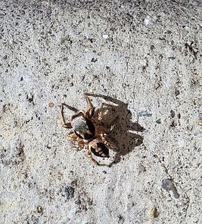 Habronattus pyrrithrix Best picture I could get. Was jumping away Araneae,Geotagged,Habronattus,Habronattus pyrrithrix,Paradise jumping spiders,Paradise spiders,Salticidae,Spring,United States