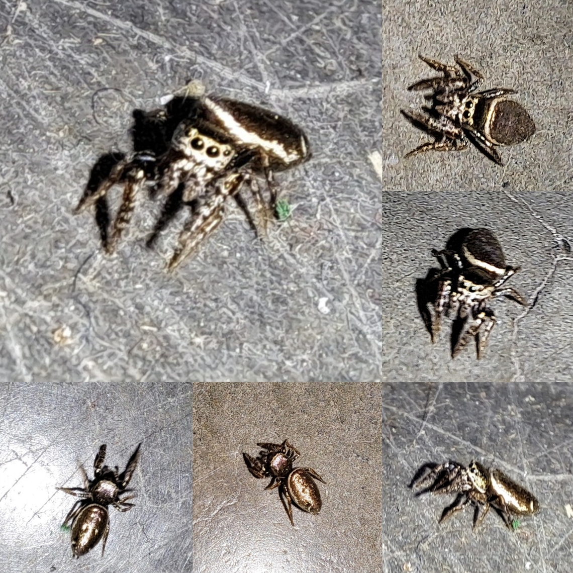 buttonhook leaf-beetle jumping spider Store cat found it.  Hard to take pictures of a jumping spider.  She lives. Araneae,Geotagged,Salticidae,Sassacus,Sassacus vitis,United States,buttonhook leaf-beetle jumping spider,female