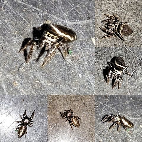 buttonhook leaf-beetle jumping spider Store cat found it.  Hard to take pictures of a jumping spider.  She lives. Araneae,Geotagged,Salticidae,Sassacus,Sassacus vitis,United States,buttonhook leaf-beetle jumping spider,female