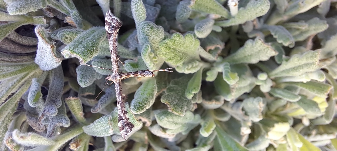 Plume moth  Amblyptilia pica,Geotagged,Geranium plume moth,Lepidoptera,Plume moth,Spring,United States