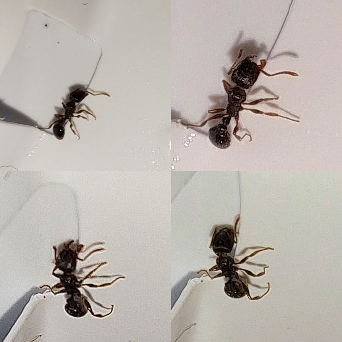 Pavement ant  Geotagged,Hymenoptera,Immigrant Pavement Ant,Pavement ant,Tetramorium immigrans,United States