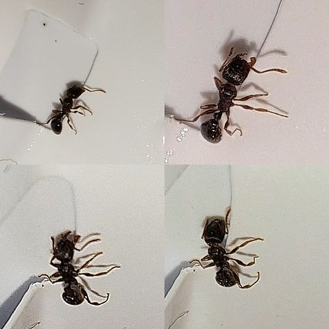 Pavement ant  Geotagged,Hymenoptera,Immigrant Pavement Ant,Pavement ant,Tetramorium immigrans,United States