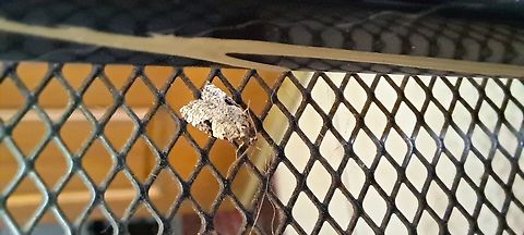 greenish apple moth  Clepsis virescana,Geotagged,Greenish Apple Moth,Lepidoptera,Spring,Tortricidae,United States,greenish apple moth