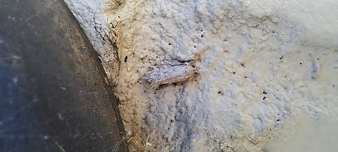 Mysterious moth  Geotagged,Lepidoptera,Spring,United States,moth