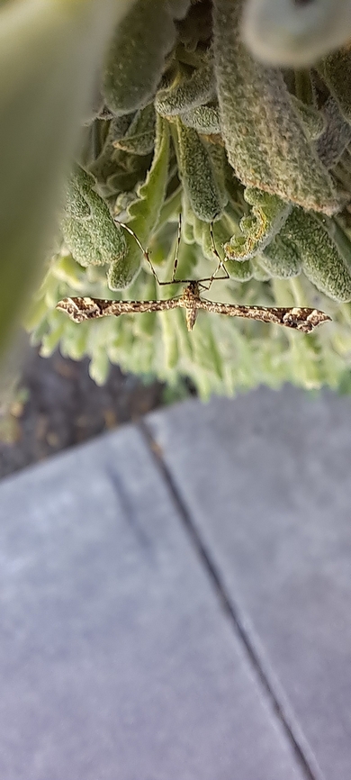 Plume moth front view  Amblyptilia pica,Geotagged,Geranium plume moth,Lepidoptera,Plume moth,Spring,United States,moth