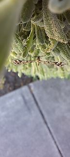 Plume moth front view  Amblyptilia pica,Geotagged,Geranium plume moth,Lepidoptera,Plume moth,Spring,United States,moth