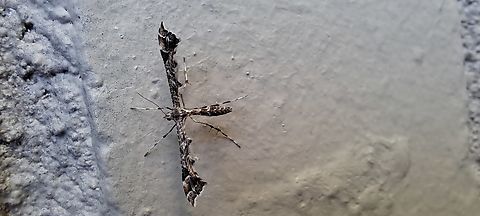 Plume moth  Amblyptilia pica,Geotagged,Geranium plume moth,Lepidoptera,Plume moth,Spring,United States,moth