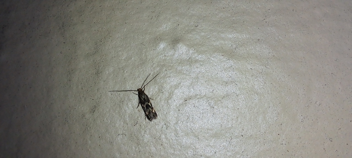 banded scythris  Banded scythris moth,Geotagged,Lepidoptera,Scythrididae,Scythris,Scythris trivinctella,Spring,United States,banded scythris