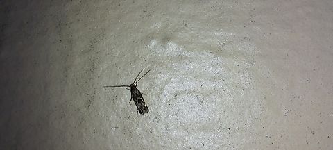 banded scythris  Banded scythris moth,Geotagged,Lepidoptera,Scythrididae,Scythris,Scythris trivinctella,Spring,United States,banded scythris