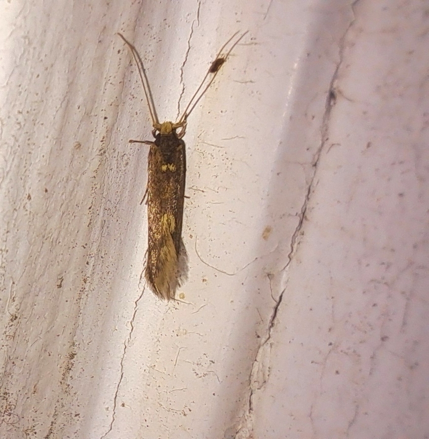 brown-blotched amydria  Amydria effrentella,Geotagged,Spring,United States,brown-blotched amydria