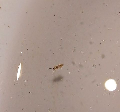 cotton springtail  Entomobrya unostrigata,Geotagged,Spring,United States,cotton springtail