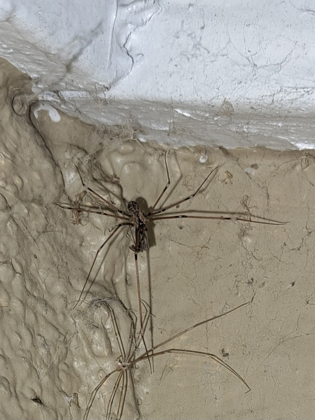 marbled cellar spider with food and shedded skin  Geotagged,Holocnemus pluchei,Marbled cellar spider,Pholcidae,Spring,United States,marbled cellar spider