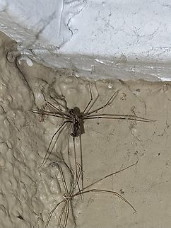 marbled cellar spider with food and shedded skin  Geotagged,Holocnemus pluchei,Marbled cellar spider,Pholcidae,Spring,United States,marbled cellar spider