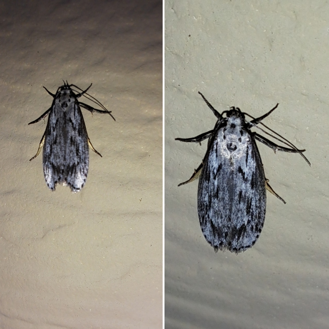 Mystery moth with dog markings I tried a few searches on bug app and Google lens. Inconclusive.  Geotagged,Lepidoptera,United States,moth