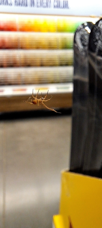 diverse feather-legged spider  Geotagged,Spring,Uloborus diversus,United States,diverse feather-legged spider