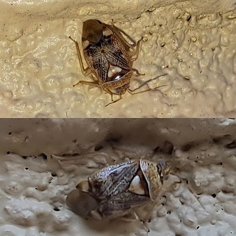 tarnished plant bug  Geotagged,Hymenoptera,Lygus lineolaris,Tarnished plant bug,United States,tarnished plant bug