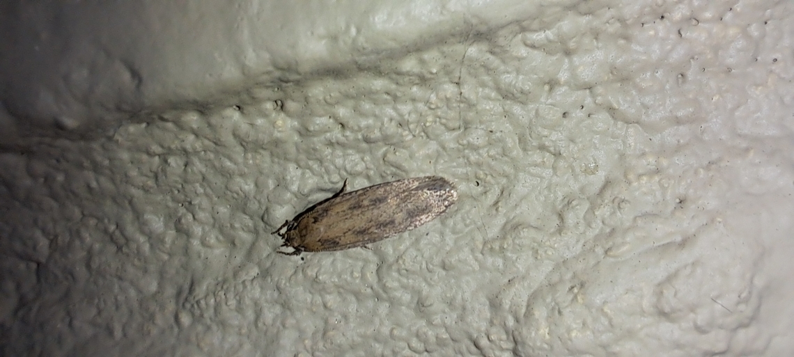 Hofmannophila pseudospretella  Brown house moth,Geotagged,Hofmannophila pseudospretella,Oecophoridae,Spring,United States,brown house moth