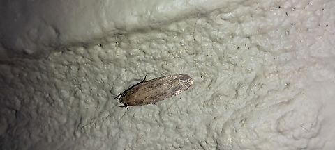 Hofmannophila pseudospretella  Brown house moth,Geotagged,Hofmannophila pseudospretella,Oecophoridae,Spring,United States,brown house moth