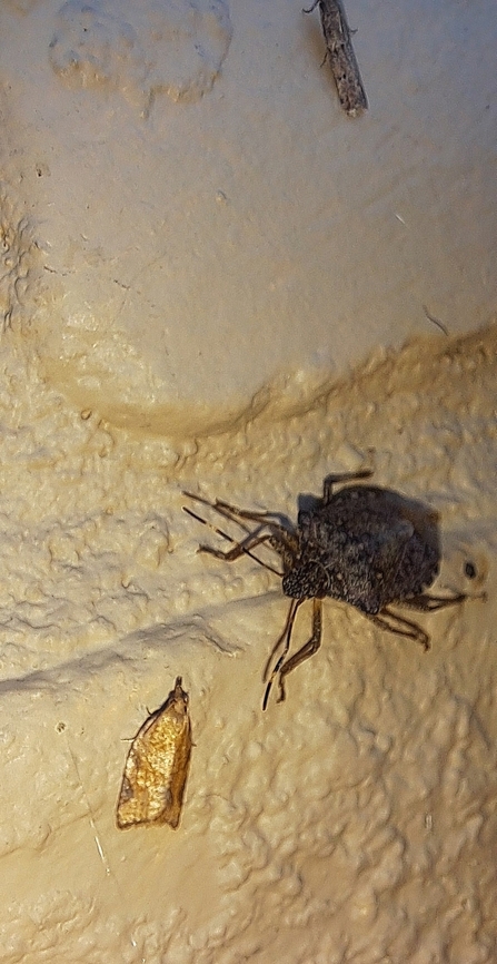 Selling wing protection insurance  Geotagged,Spring,United States,brown marmorated stink bug,light brown apple moth