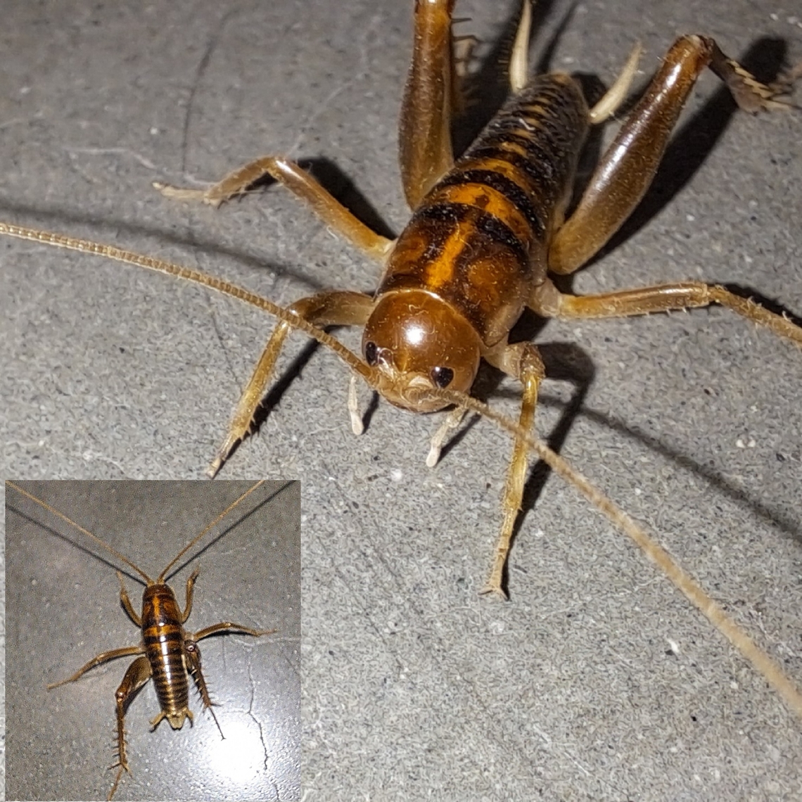 California camel cricket  California camel cricket,Ceuthophilus californianus,Geotagged,Orthoptera,Rhaphidophoridae,United States,camel cricket