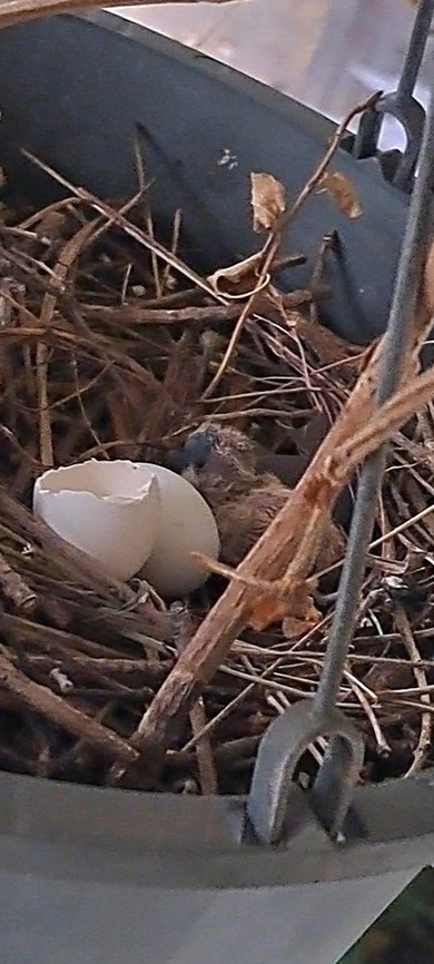 Mourning dove chick just hatched  Chick,Geotagged,Mourning dove,Spring,United States,Zenaida macroura,mourning dove,nestling