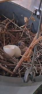 Mourning dove chick just hatched  Chick,Geotagged,Mourning dove,Spring,United States,Zenaida macroura,mourning dove,nestling