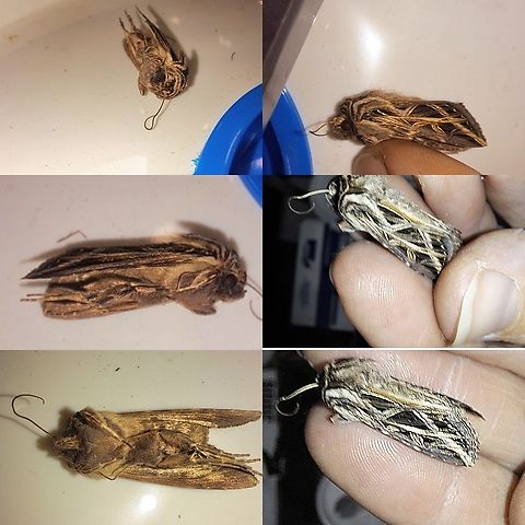 olive green cutworm  Dargida procinctus,Geotagged,Lepidoptera,Noctuidae,United States,olive green cutworm