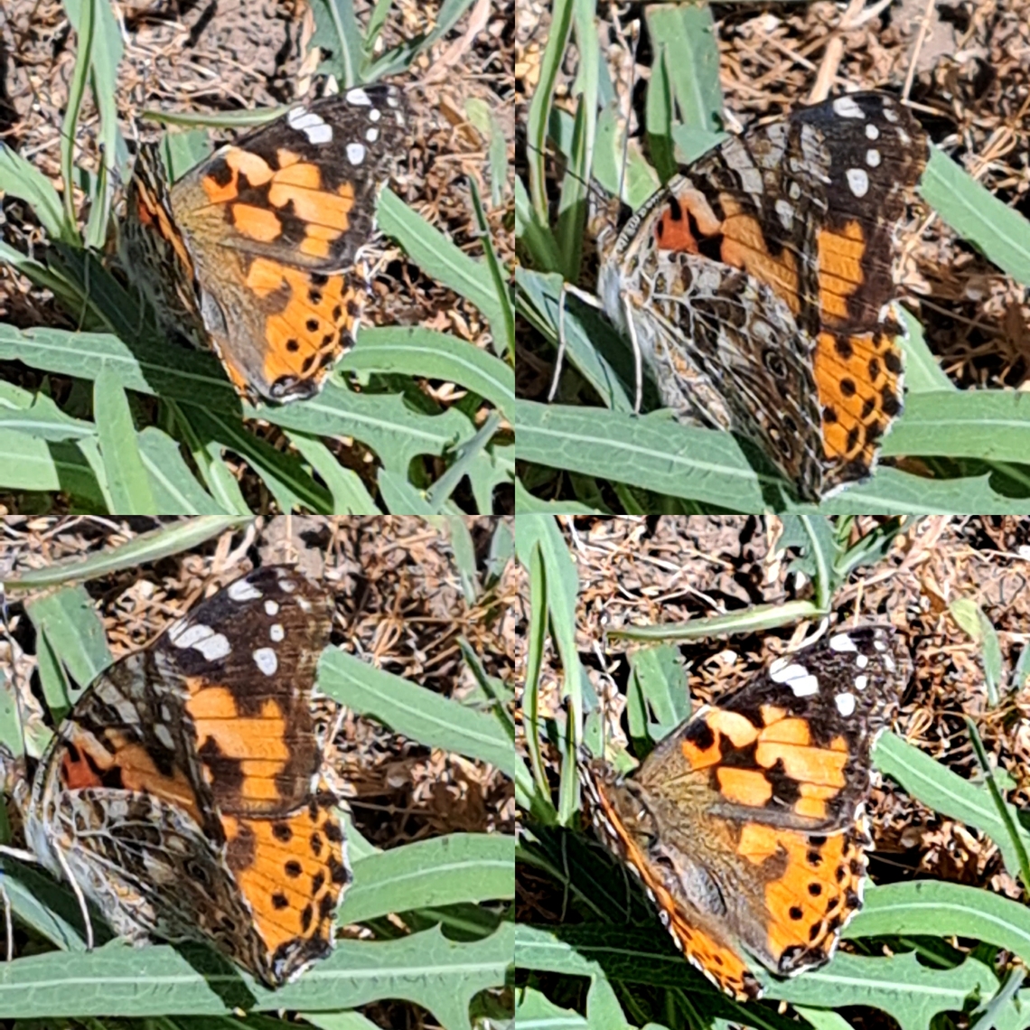 Vanessa cardui  Geotagged,Nymphalidae,Painted Lady,United States,Vanessa cardui,painted lady