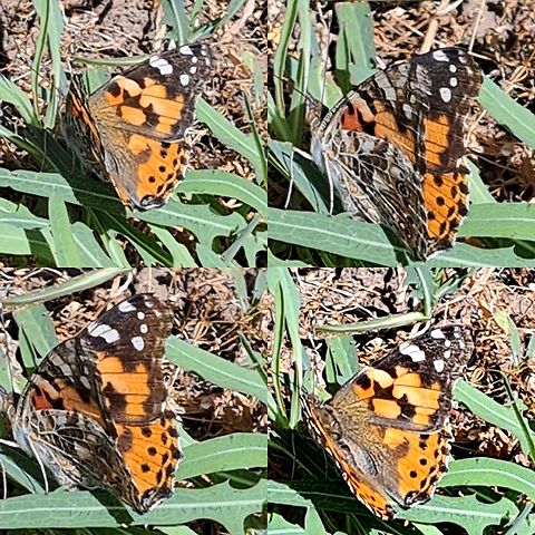 Vanessa cardui  Geotagged,Nymphalidae,Painted Lady,United States,Vanessa cardui,painted lady