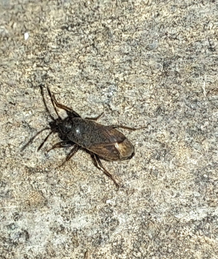 Seed bug  Geotagged,Hemiptera,Rhyparochromidae,Seed bug,Spring,United States