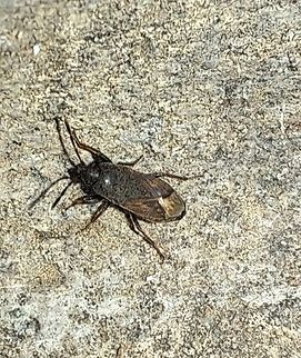 Seed bug  Geotagged,Hemiptera,Rhyparochromidae,Seed bug,Spring,United States