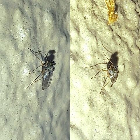 Long-legged fly  Diptera,Empidoidea,Geotagged,Long legged fly,Medetera,Orthorrhapha,United States