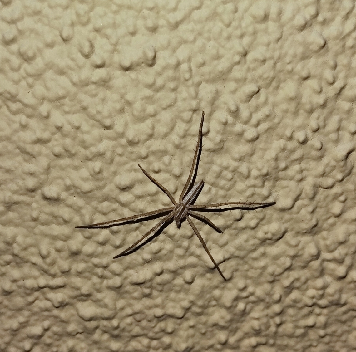 Seven legged oblong running spider  Geotagged,Philodromidae,Spring,Tibellus oblongus,United States,male,oblong running spider,slender crab spider