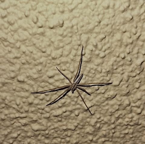 Seven legged oblong running spider  Geotagged,Philodromidae,Spring,Tibellus oblongus,United States,male,oblong running spider,slender crab spider