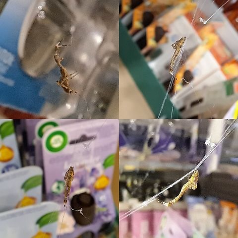 Cribellate Orb Weaver Chilling out in the febreeze section.  Araneomorphae,Cribellate Orb Weave,Geotagged,Uloborus,Uloborus diversus,United States