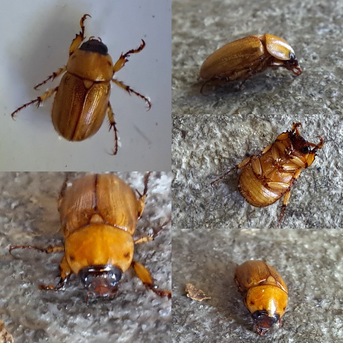 Help! Western masked chafer is drowning. Three things to note: 1.The northern masked chafer has more hair on it&#039;s backside than their southern cousins. <br />
2. Southern masked chafers comes out at dusk, while their cousins come after midnight. I read they are in Southern California.  <br />
3. There is another species similar to the southern masked chafer called the western masked chafer or, Cyclocephala hirta. They come out around 8:30 p.m. which I now found out about. There is a Southern California version as well, Cyclocephala pasadenae Cyclocephala hirta,Cyclocephala lurida,Geotagged,Southern masked chafer,United States of America,june beetle,scarab beetle,western masked chafer