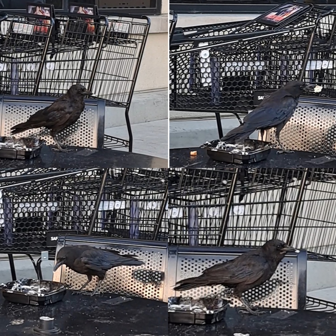 American crow eating American unhealthy food.  American Crow,Corvus brachyrhynchos,Geotagged,United States,bird