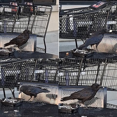 American crow eating American unhealthy food.  American Crow,Corvus brachyrhynchos,Geotagged,United States,bird