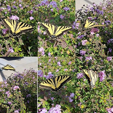 western tiger swallowtail  Geotagged,Papilio rutulus,Rhopalocera,United States,Western Tiger Swallowtail,papilionidae,western tiger swallowtail