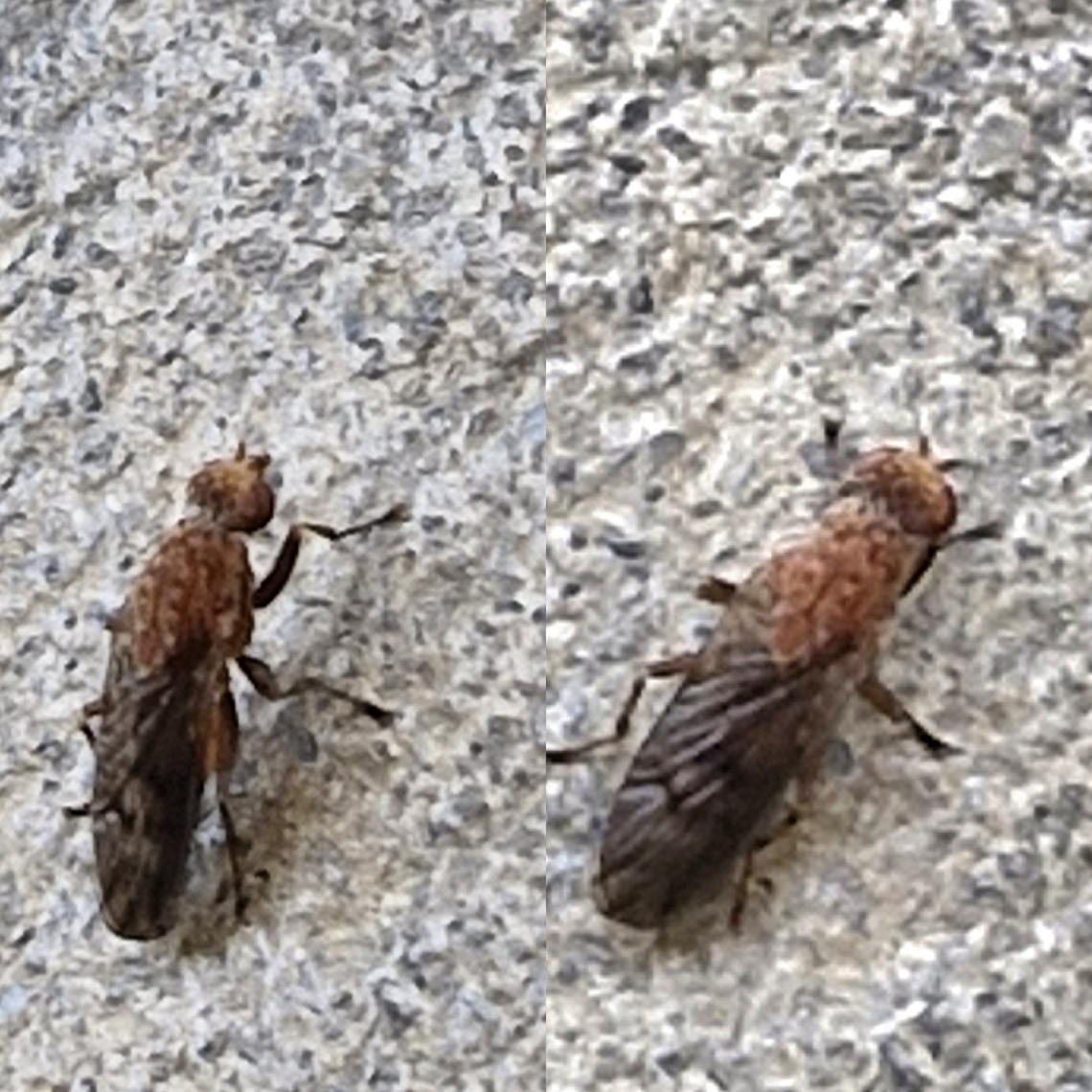 Suillia barberi  Diptera,Geotagged,Heleomyzid,Suillia barberi,United States